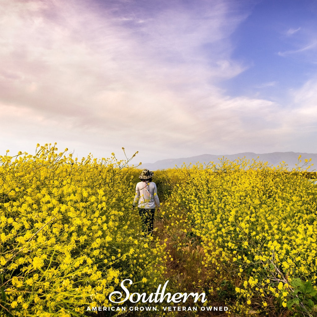 Black Mustard – 500 Seeds Southern Seeds