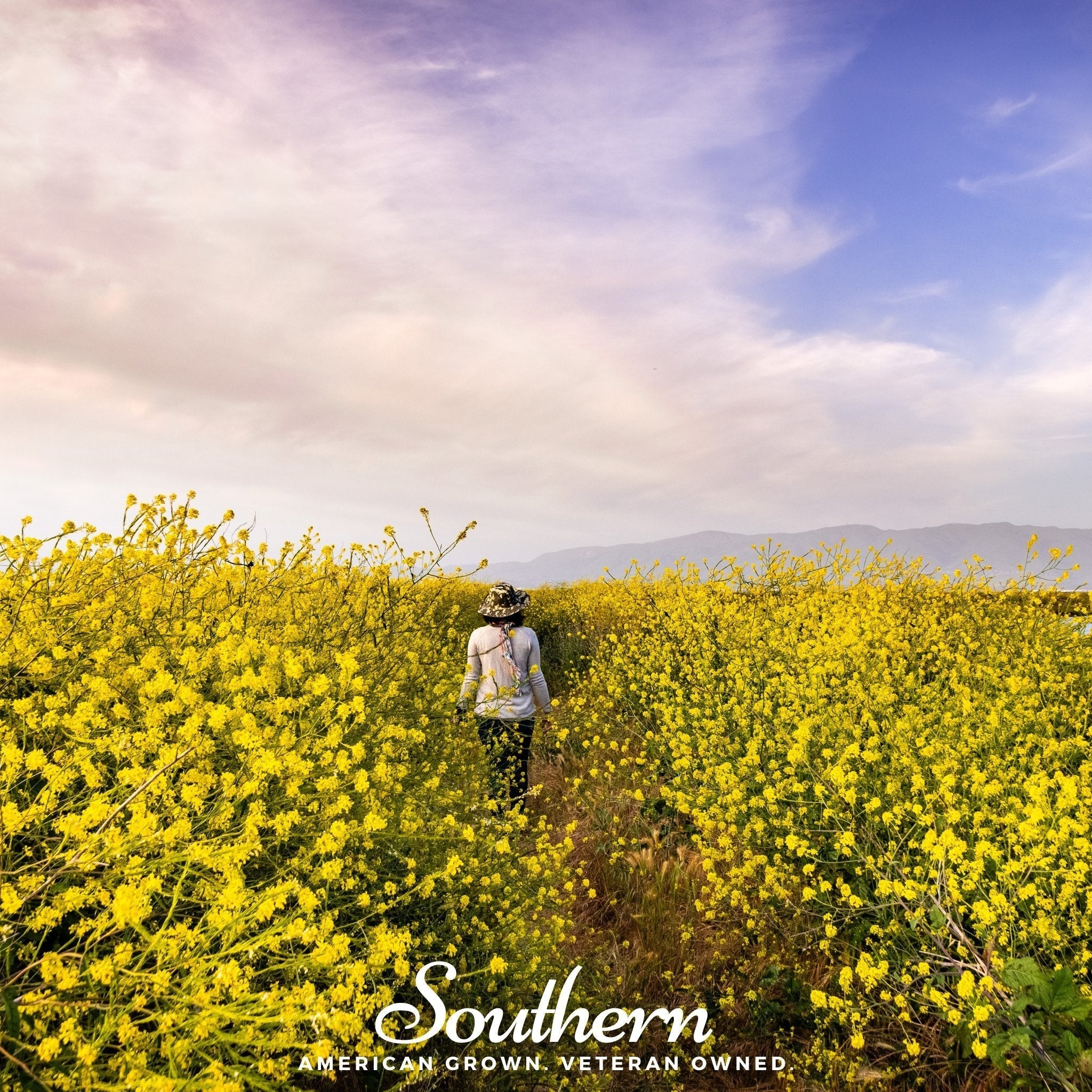 Black Mustard – 500 Seeds Southern Seeds