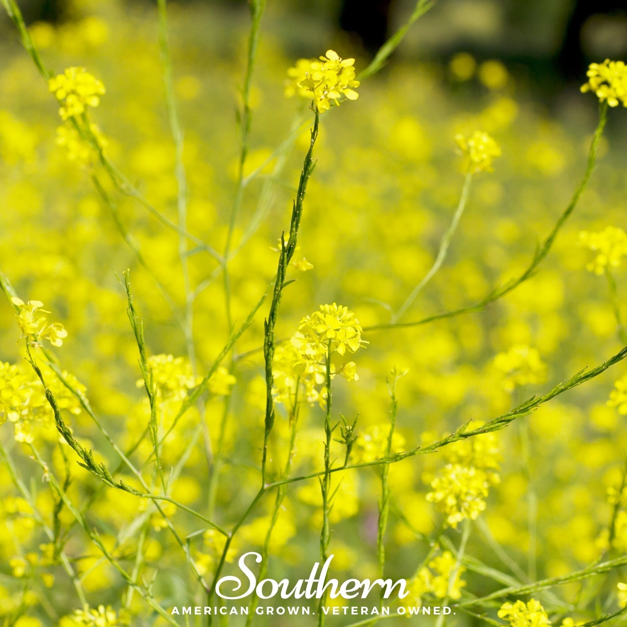 Black Mustard – 500 Seeds Southern Seeds