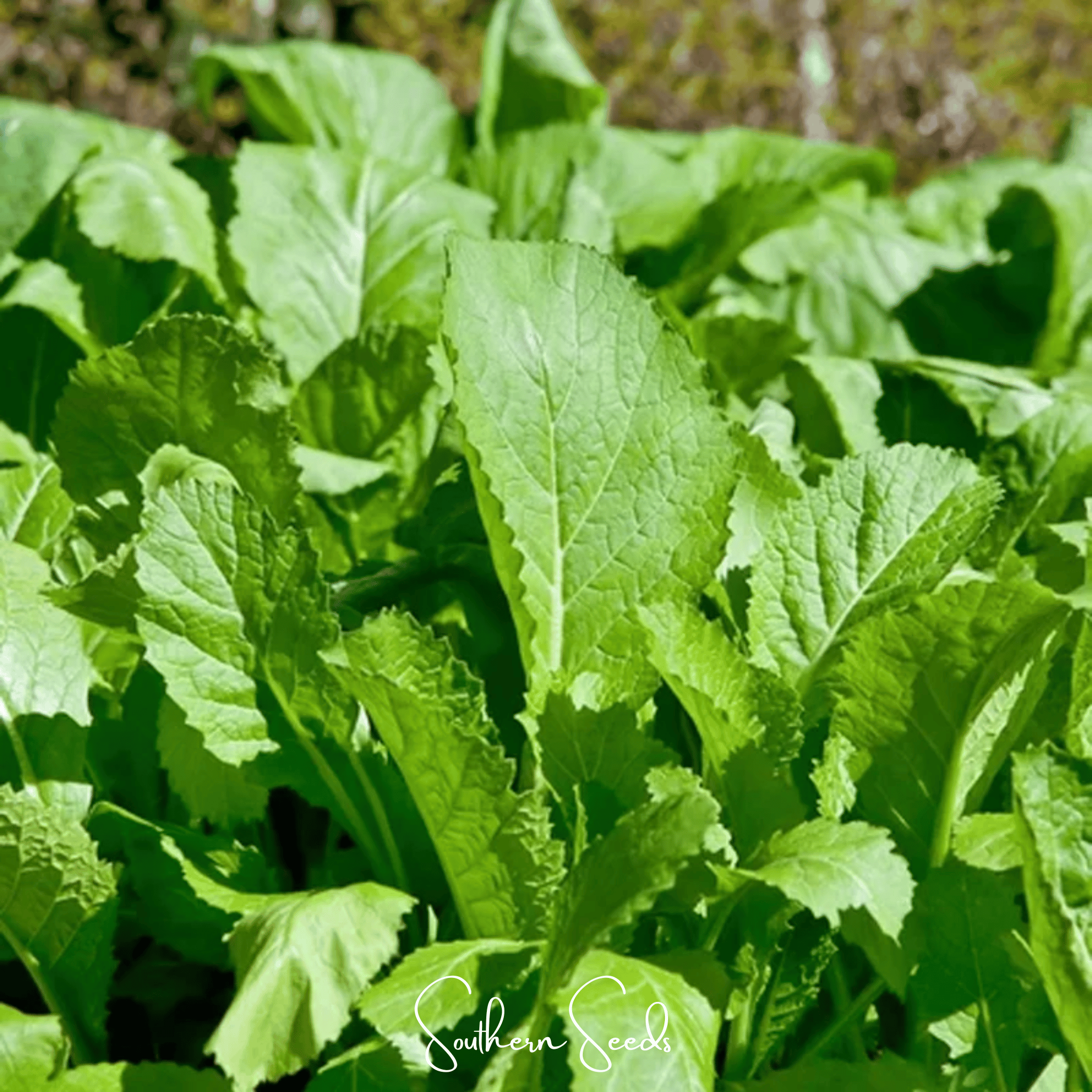 Florida Broadleaf Mustard – 250 Seeds Southern Seeds