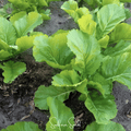 Florida Broadleaf Mustard – 250 Seeds Southern Seeds