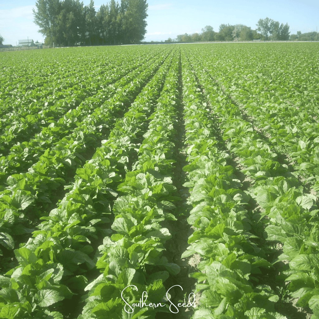 Florida Broadleaf Mustard – 250 Seeds Southern Seeds