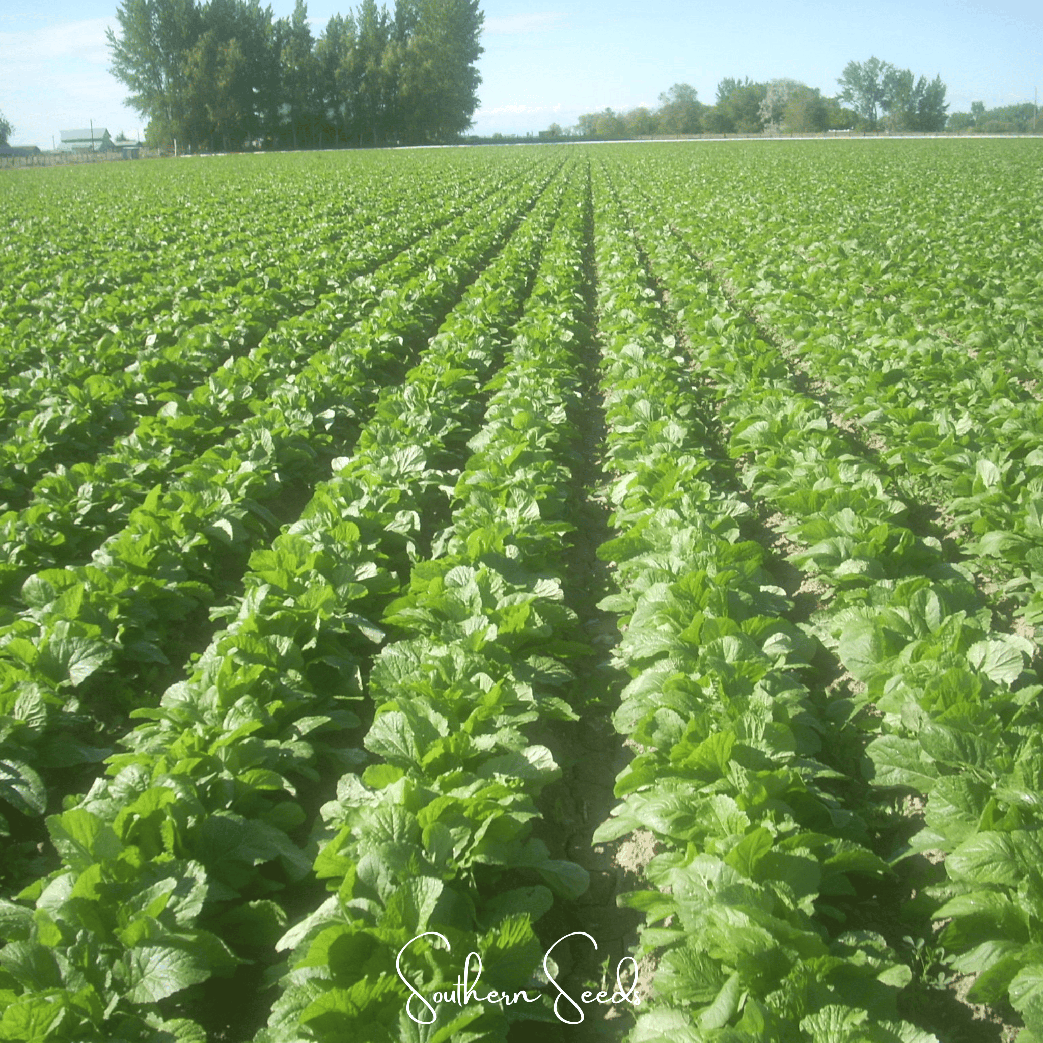 Florida Broadleaf Mustard – 250 Seeds Southern Seeds