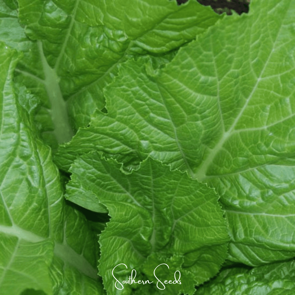 Florida Broadleaf Mustard – 250 Seeds Southern Seeds