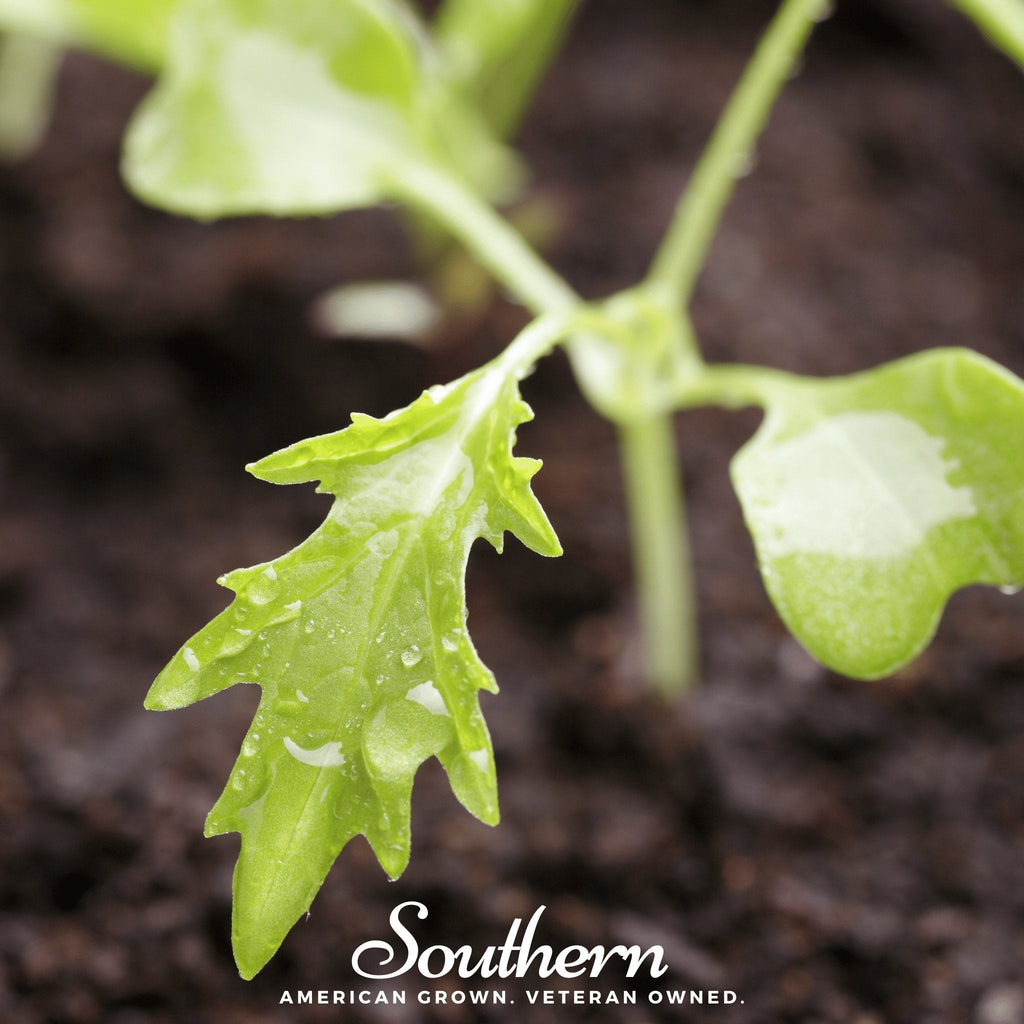 Mizuna Early Mustard – 100 Seeds Southern Seeds