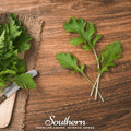 Mizuna Early Mustard – 100 Seeds Southern Seeds
