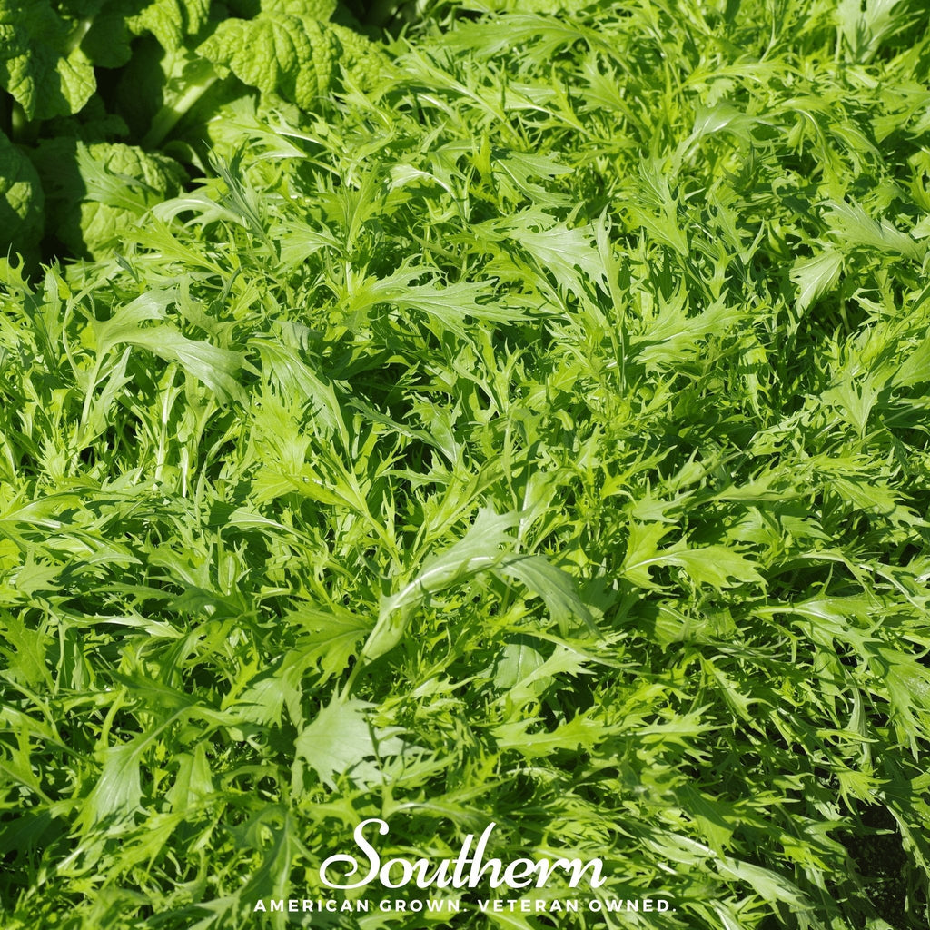 Mizuna Early Mustard – 100 Seeds Southern Seeds