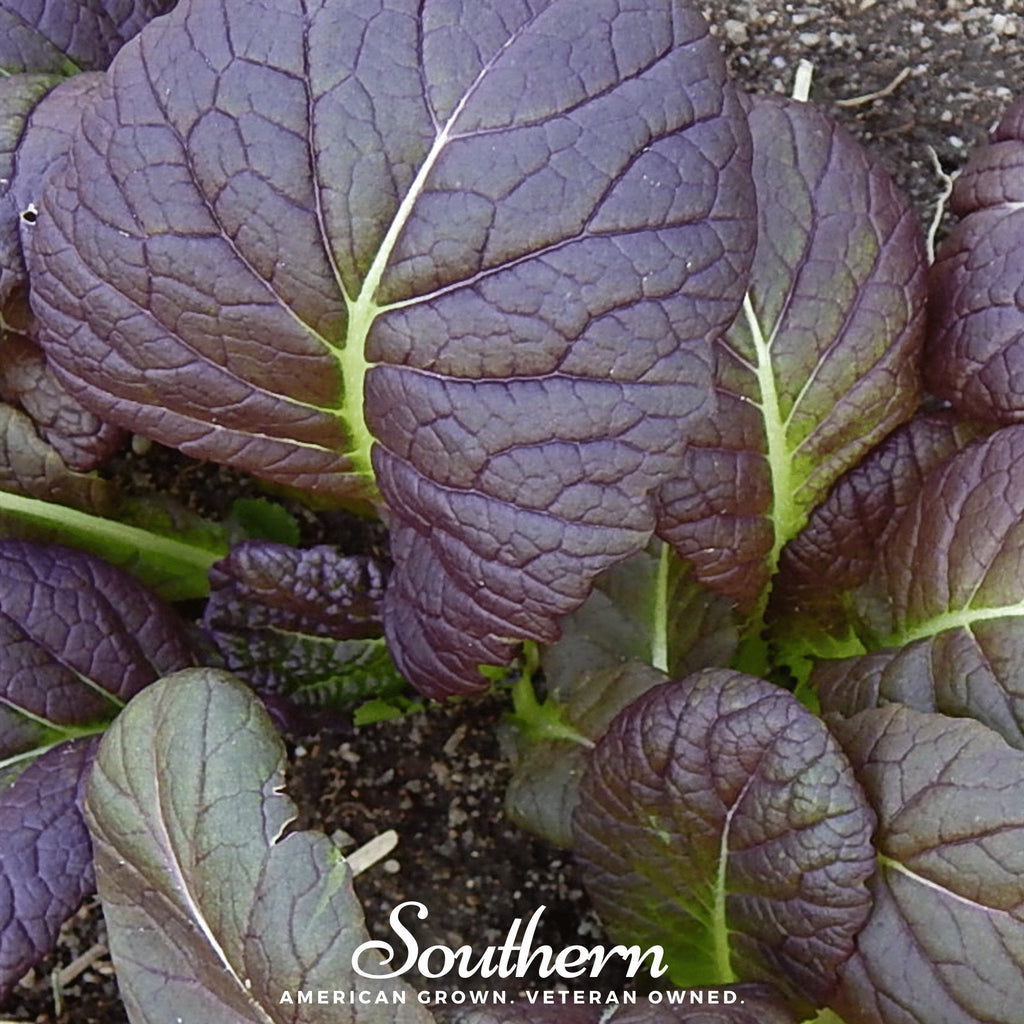 Osaka Purple Mustard – 100 Seeds Southern Seeds