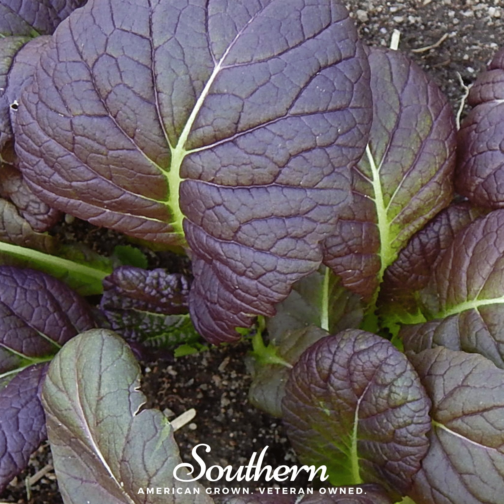 Osaka Purple Mustard – 100 Seeds Southern Seeds