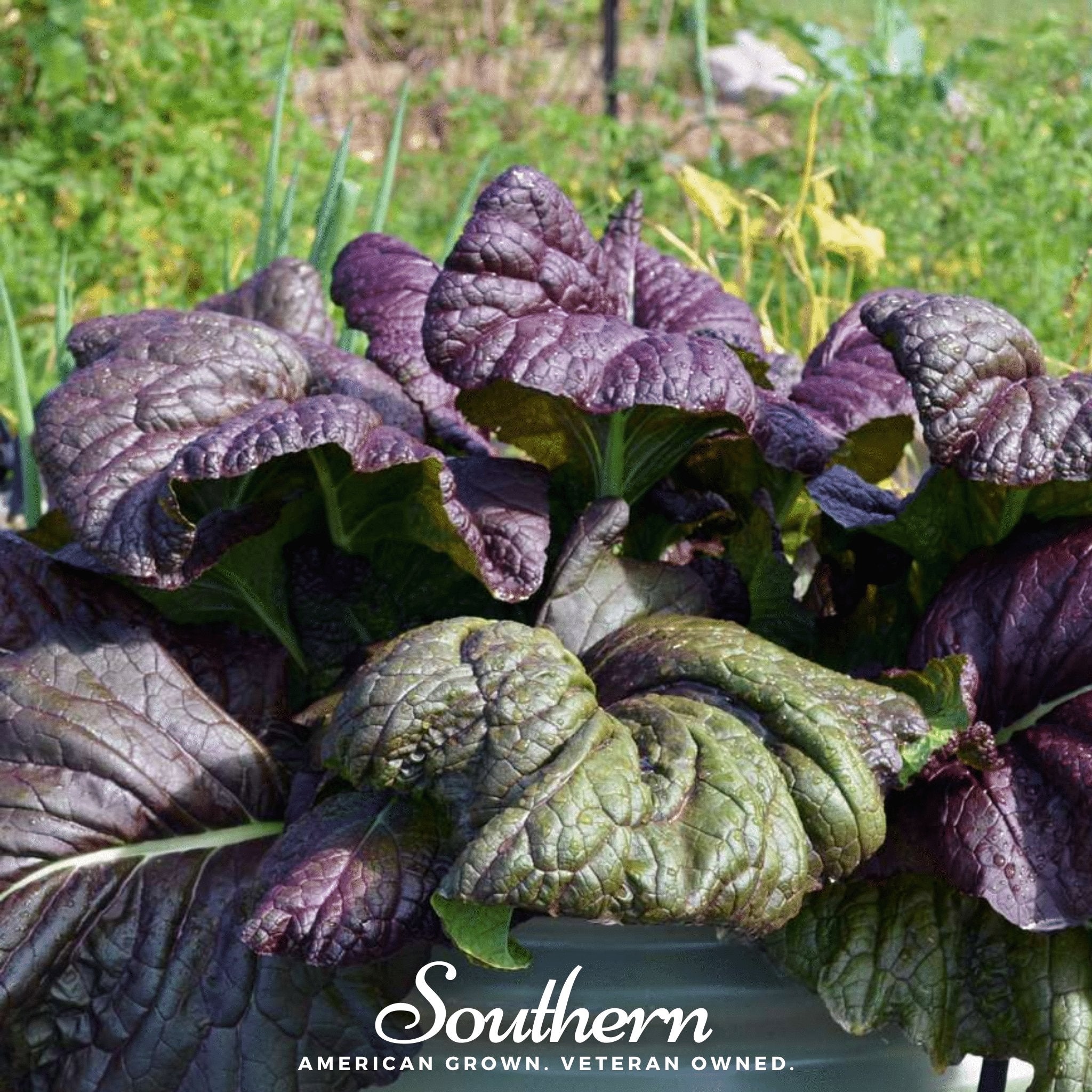 Osaka Purple Mustard – 100 Seeds Southern Seeds