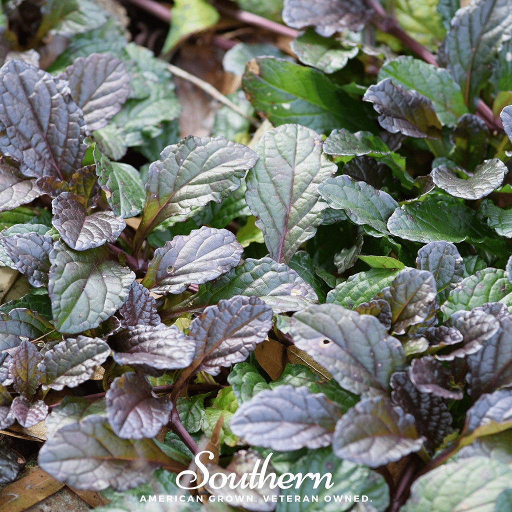Osaka Purple Mustard – 100 Seeds Southern Seeds
