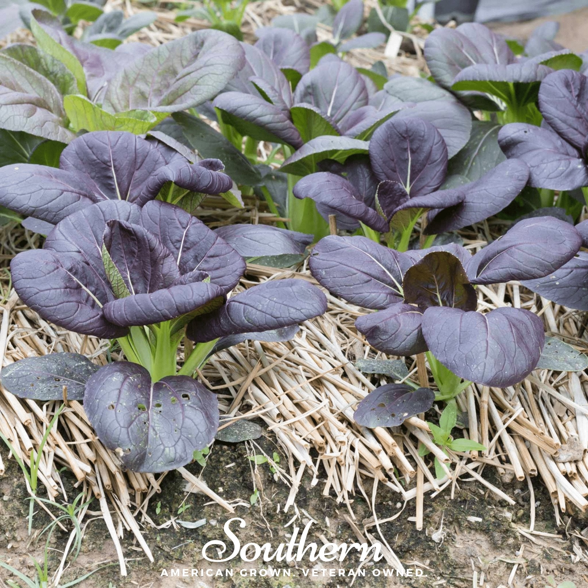 Osaka Purple Mustard – 100 Seeds Southern Seeds