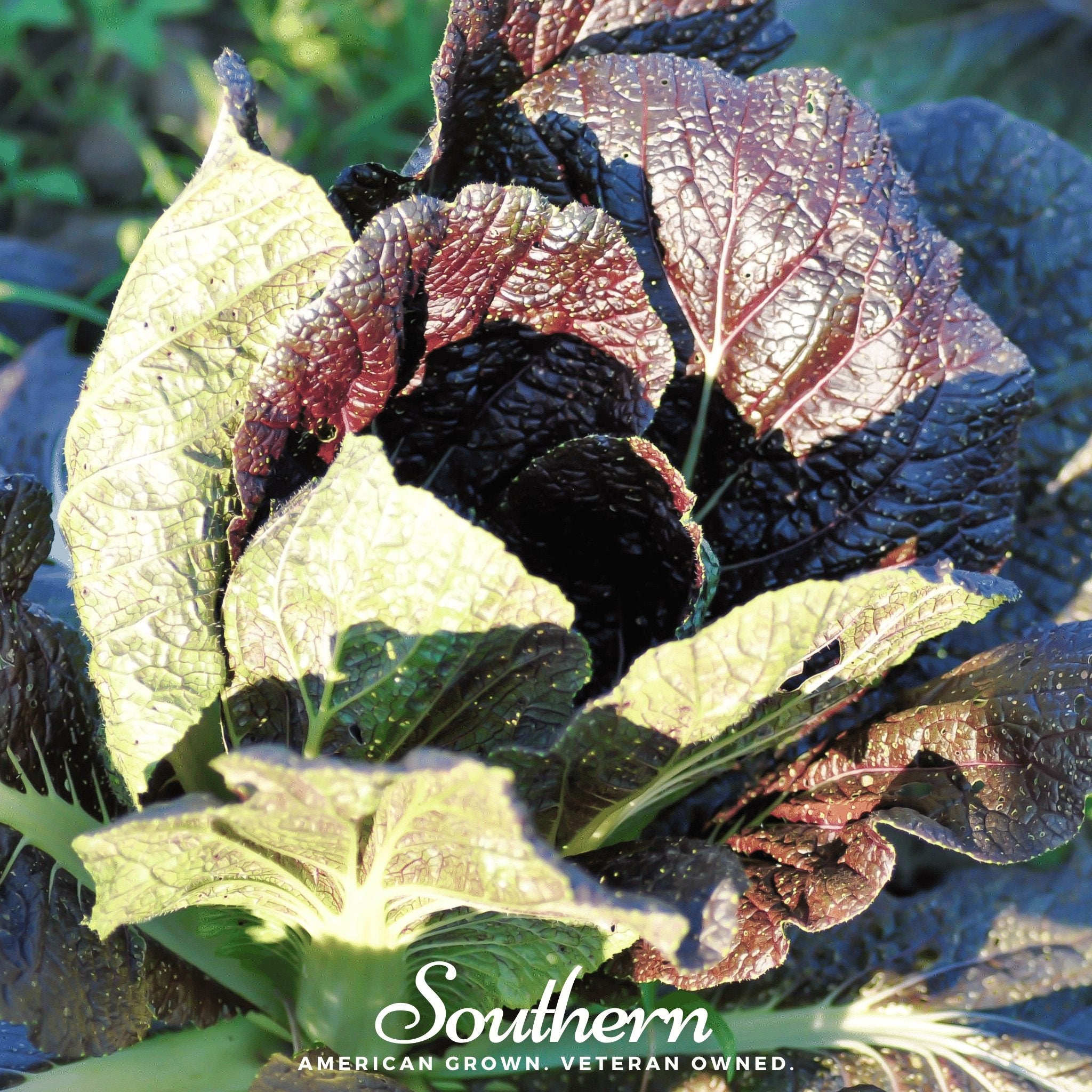 Red Giant Mustard – 100 Seeds Southern Seeds