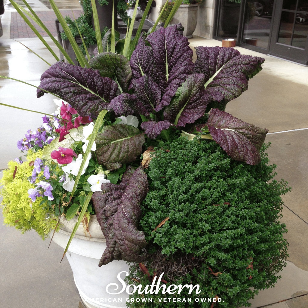 Red Giant Mustard – 100 Seeds Southern Seeds