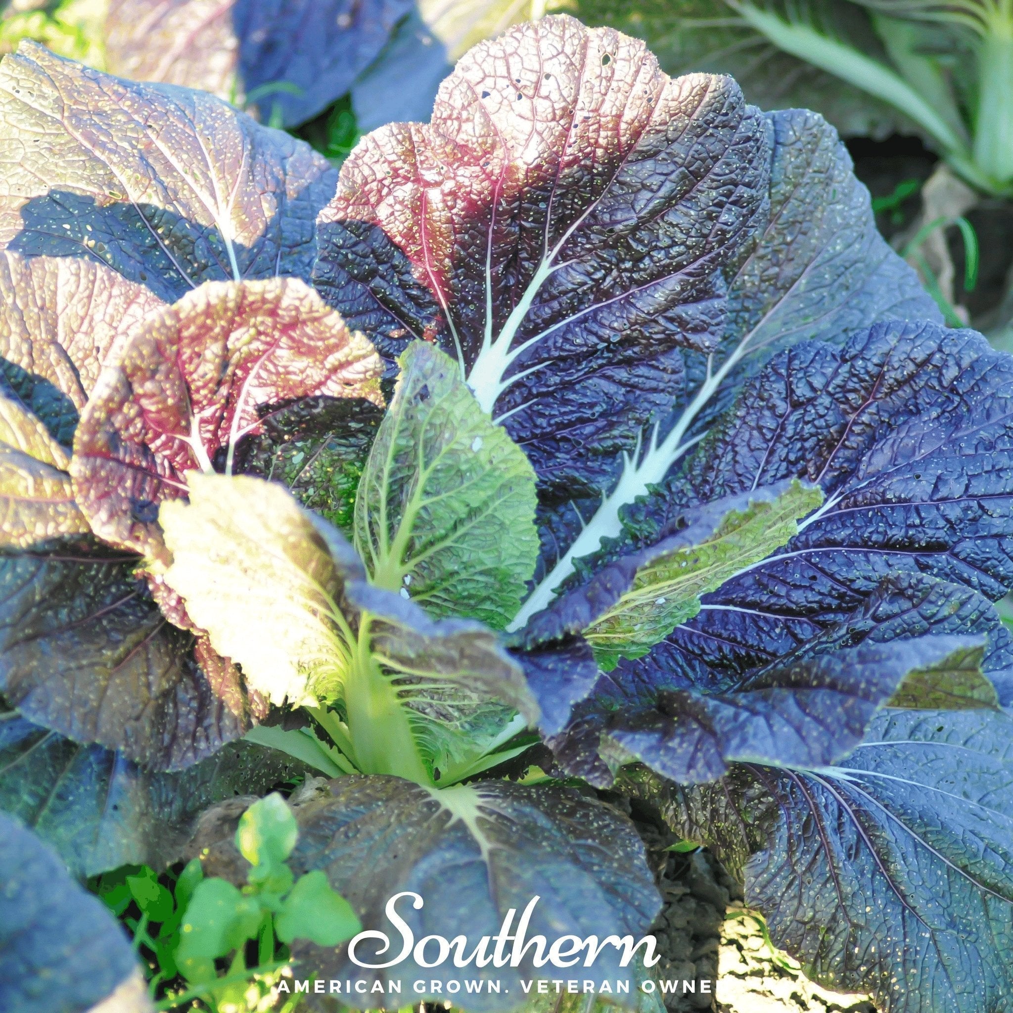 Red Giant Mustard – 100 Seeds Southern Seeds