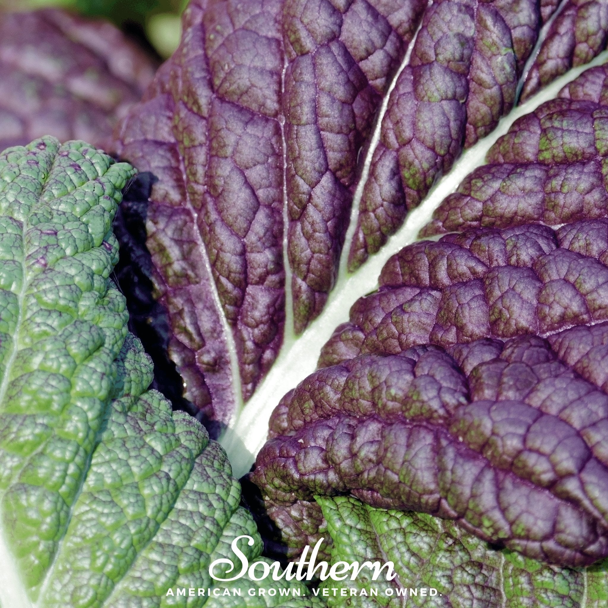 Red Giant Mustard – 100 Seeds Southern Seeds