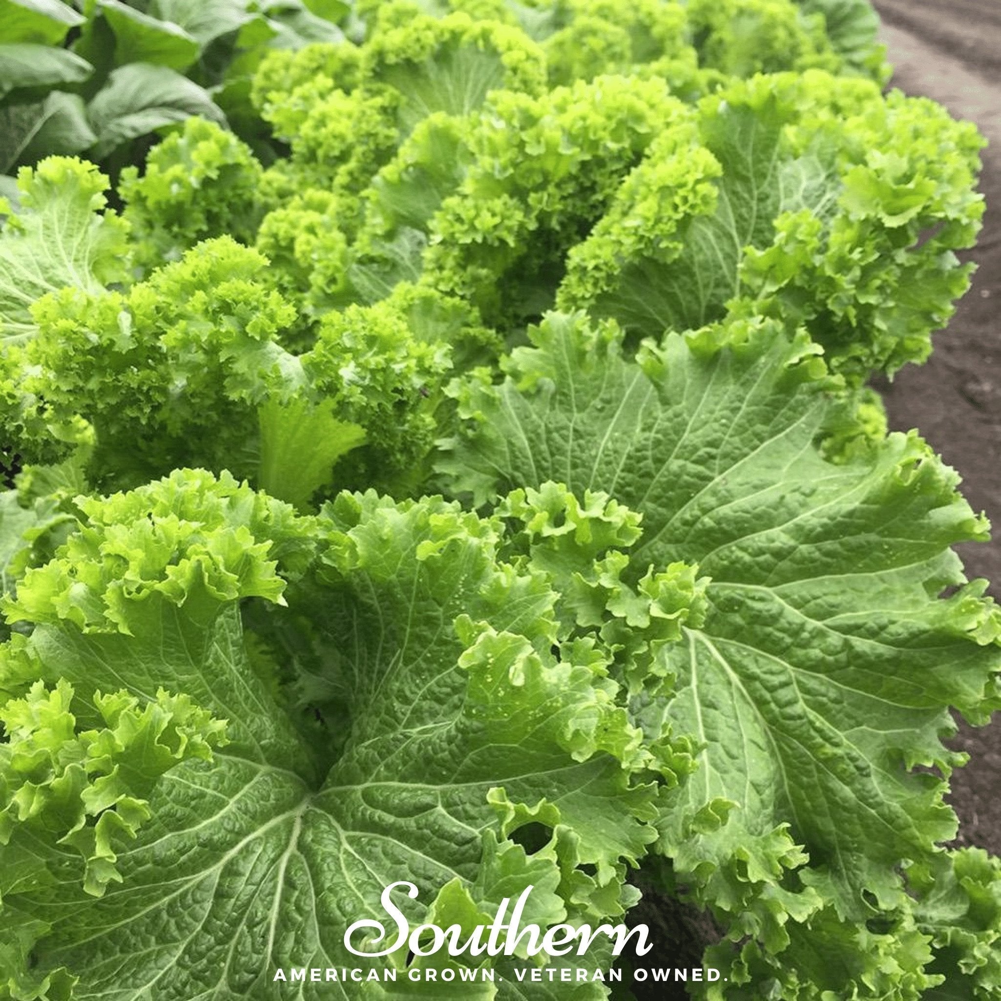 Southern Giant Mustard – 250 Seeds Southern Seeds