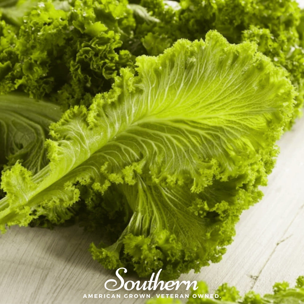 Southern Giant Mustard – 250 Seeds Southern Seeds