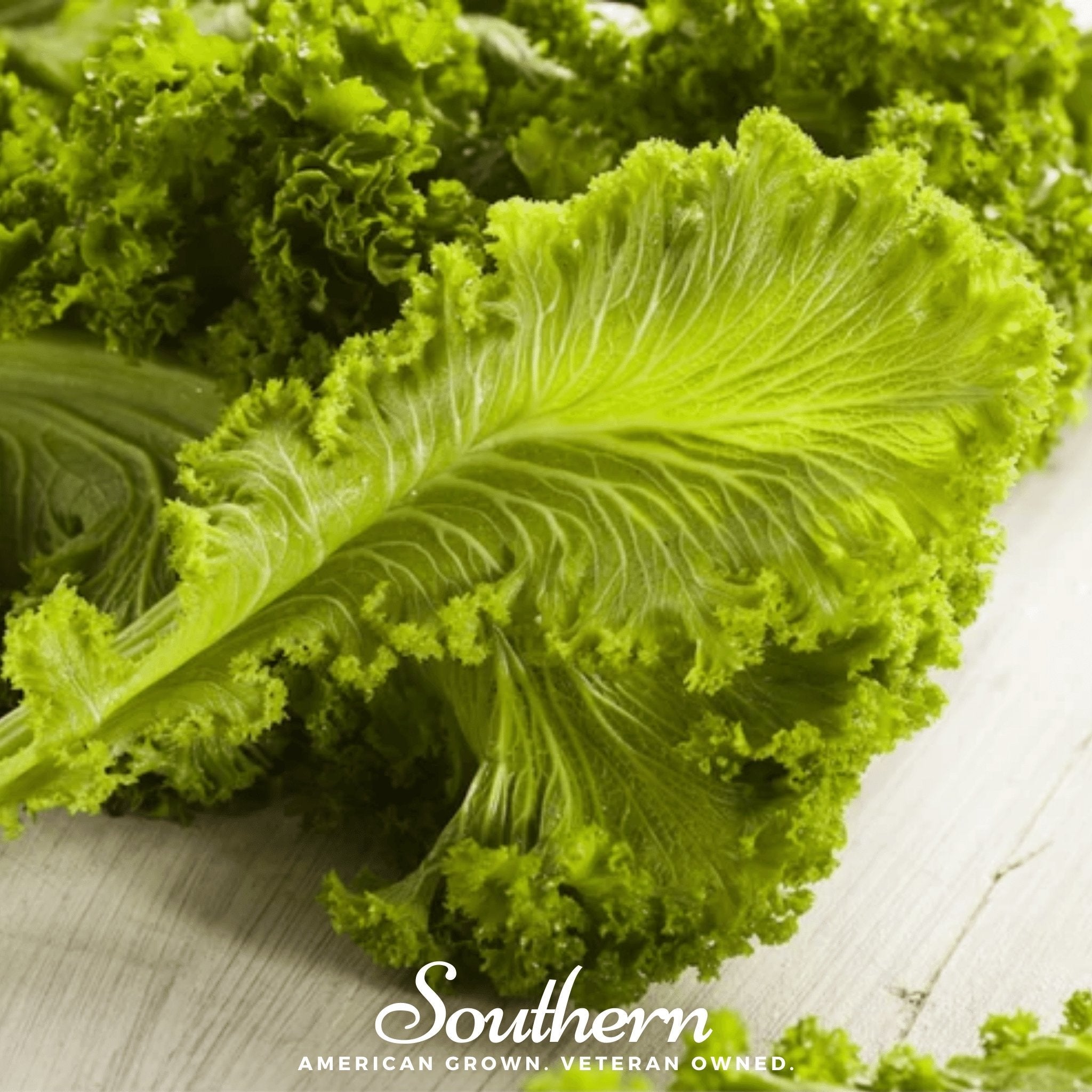 Southern Giant Mustard – 250 Seeds Southern Seeds