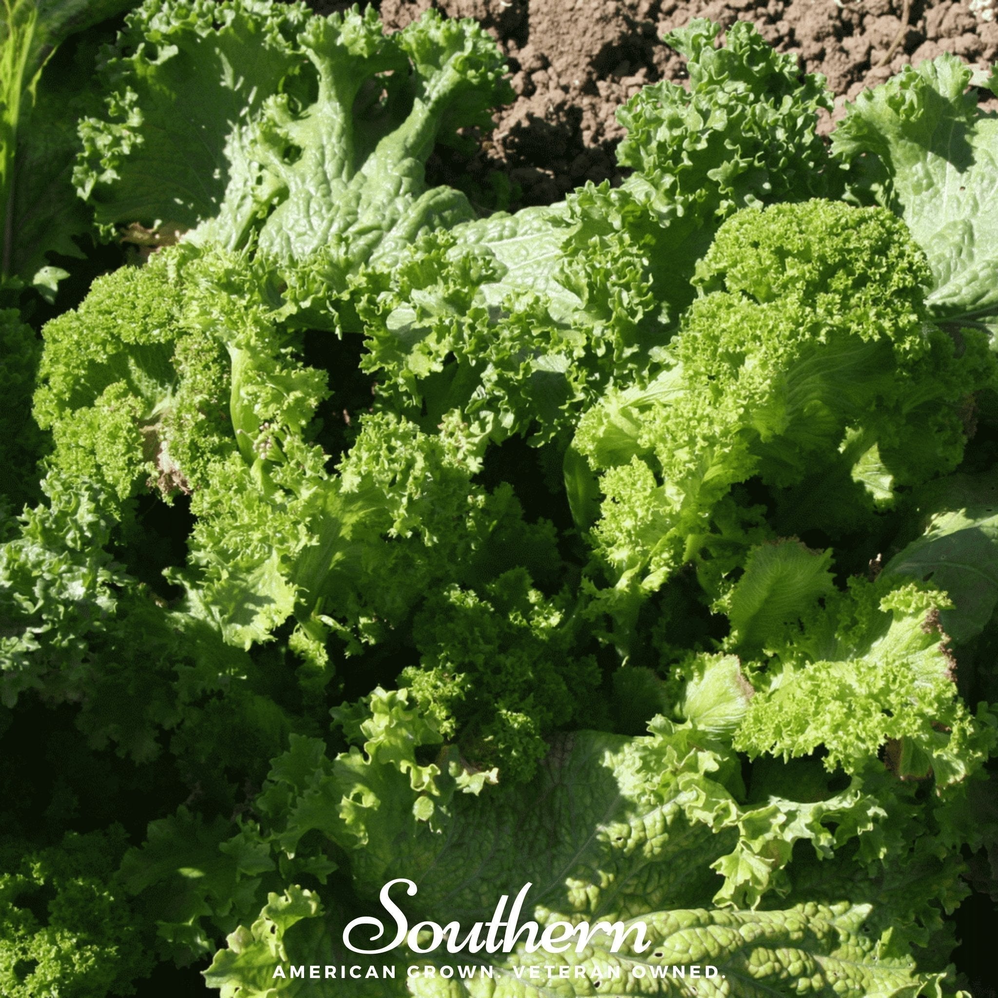 Southern Giant Mustard – 250 Seeds Southern Seeds