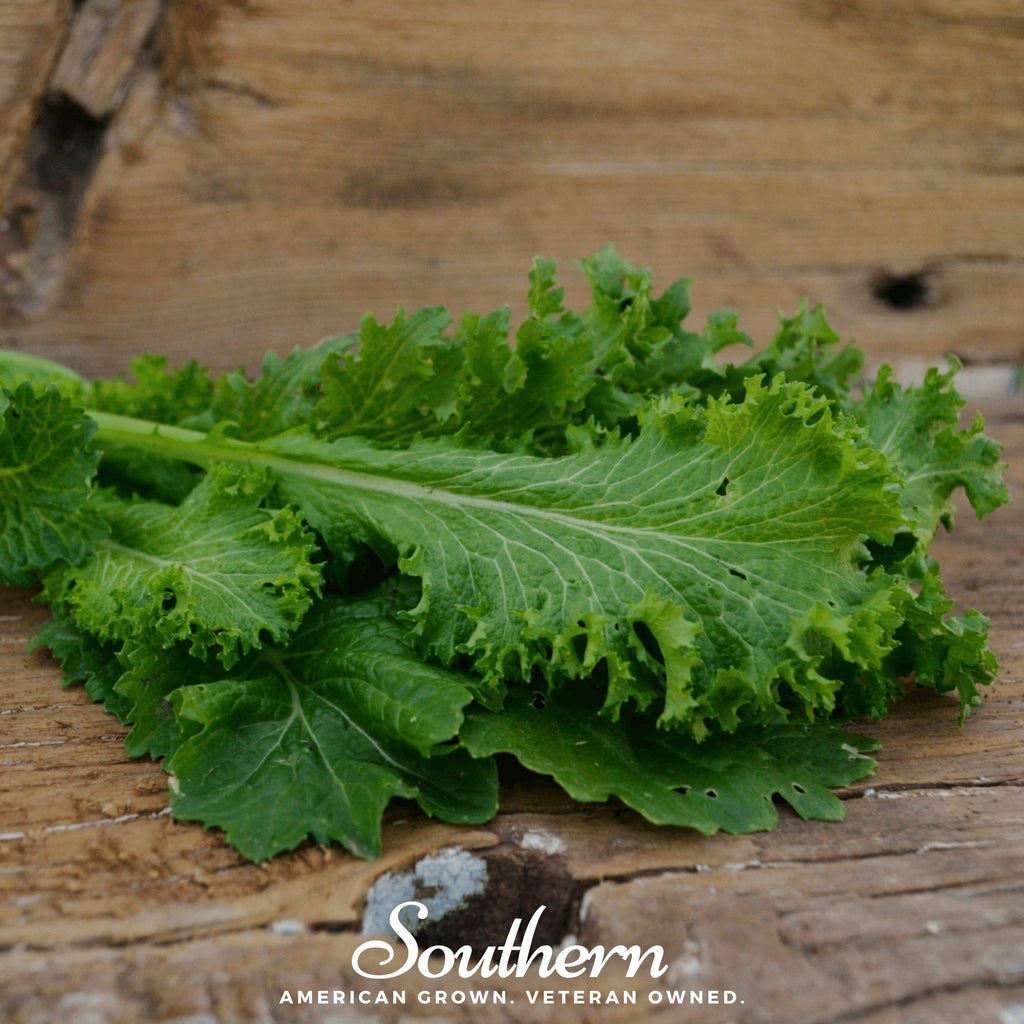 Southern Giant Mustard – 250 Seeds Southern Seeds