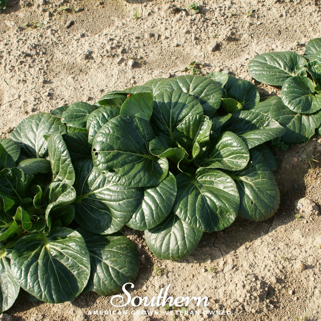 Tatsoi Mustard – 100 Seeds Southern Seeds