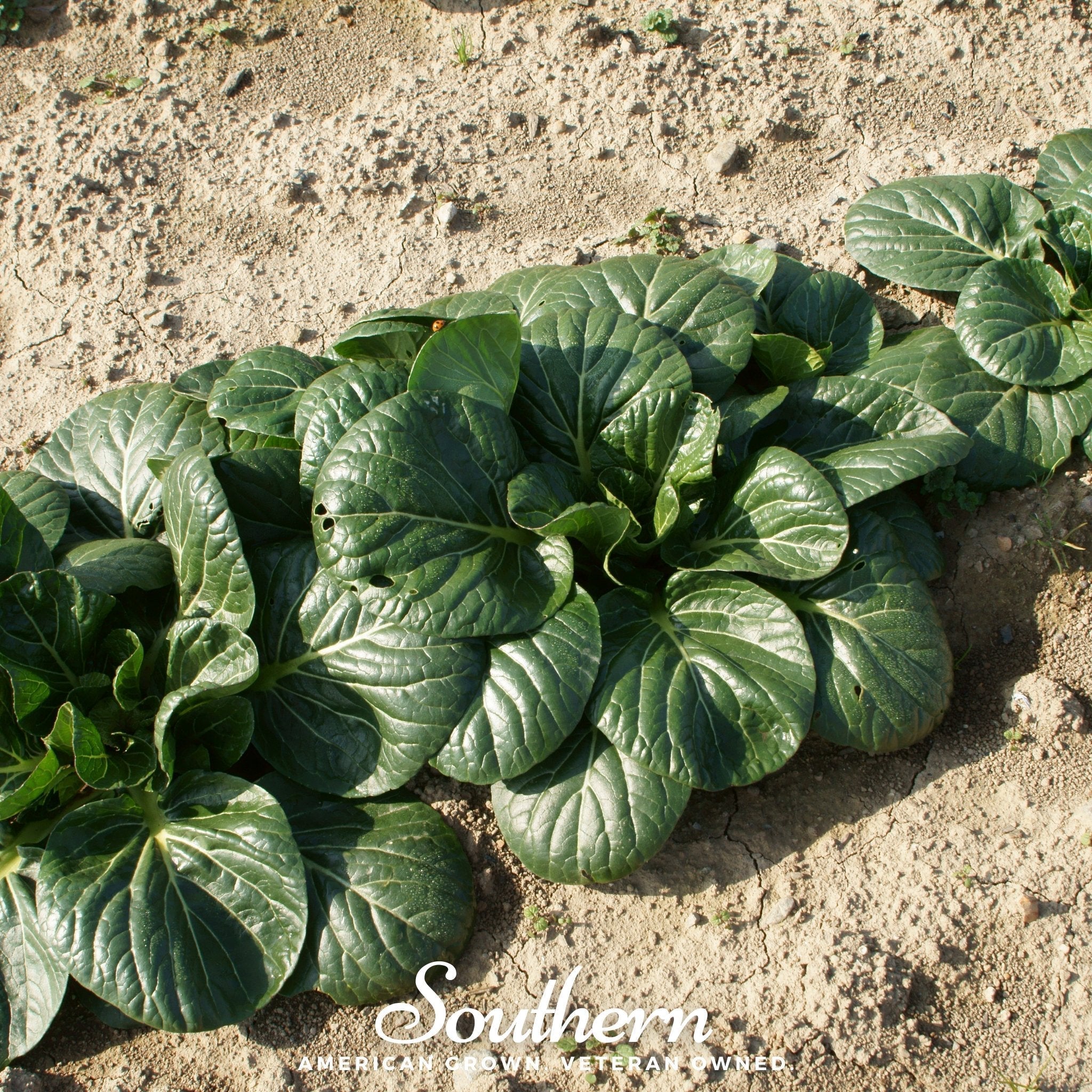 Tatsoi Mustard – 100 Seeds Southern Seeds