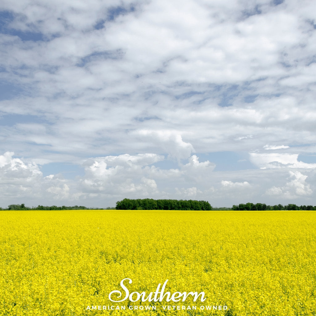 Yellow Mustard – 200 Seeds Southern Seeds