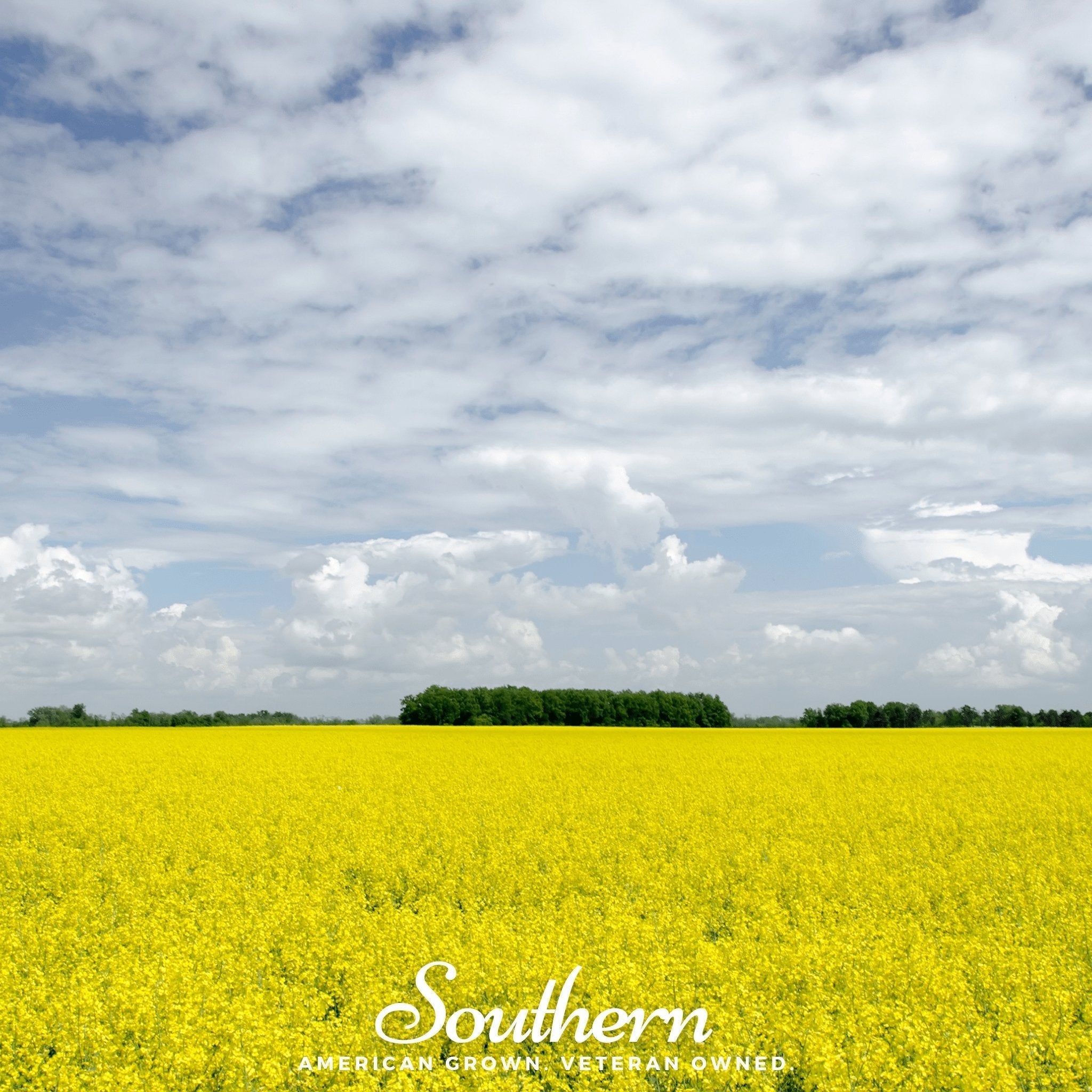 Yellow Mustard – 200 Seeds Southern Seeds