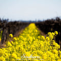 Yellow Mustard – 200 Seeds Southern Seeds