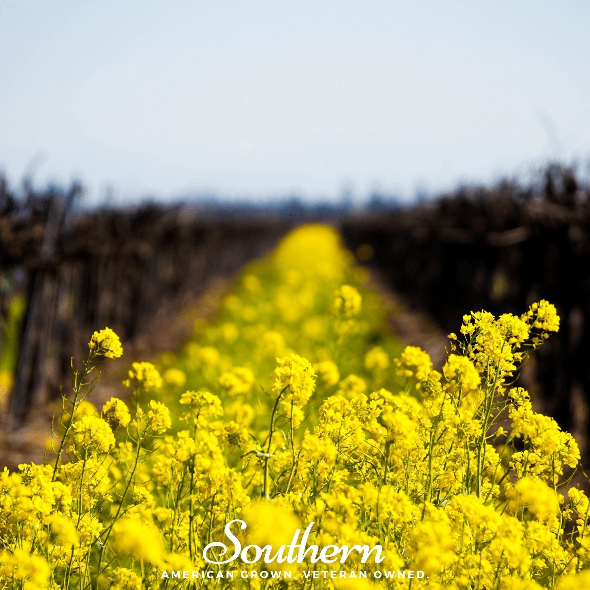 Yellow Mustard – 200 Seeds Southern Seeds