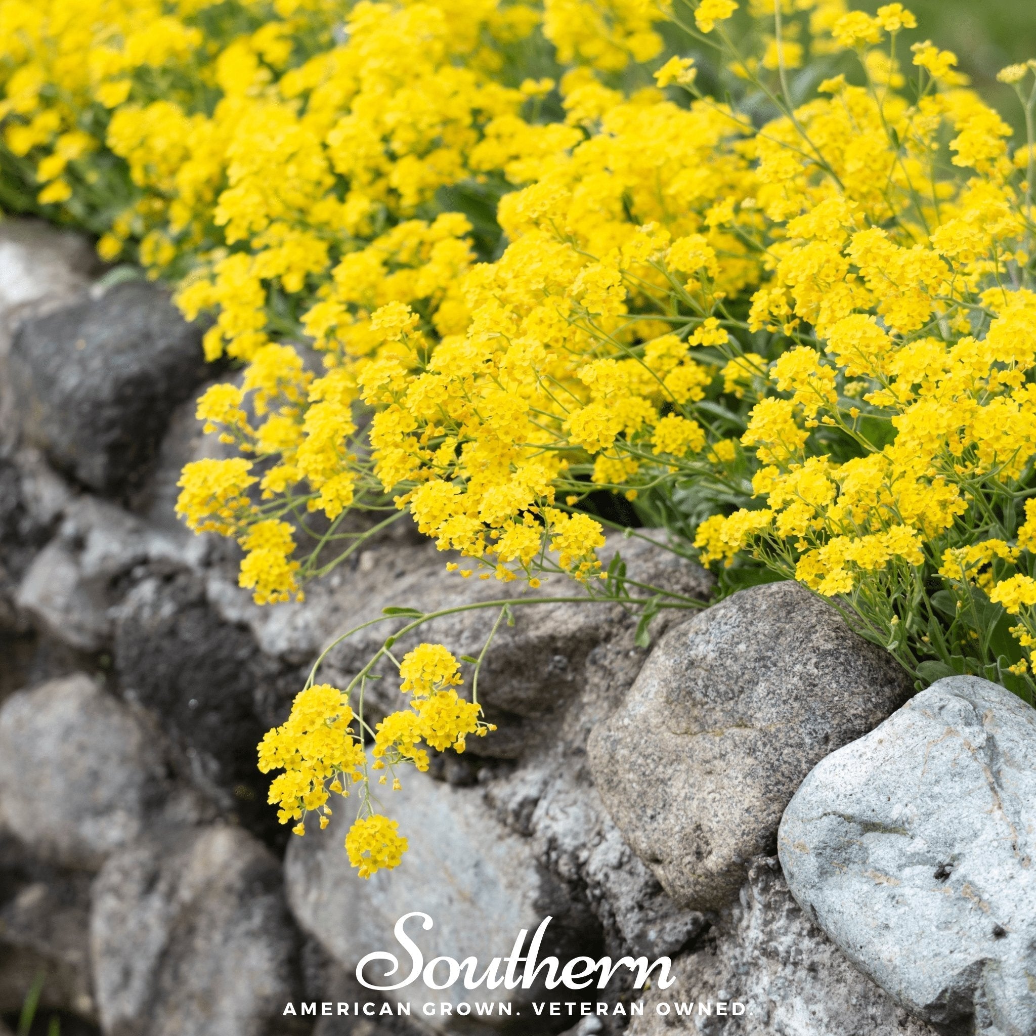 Yellow Mustard – 200 Seeds Southern Seeds