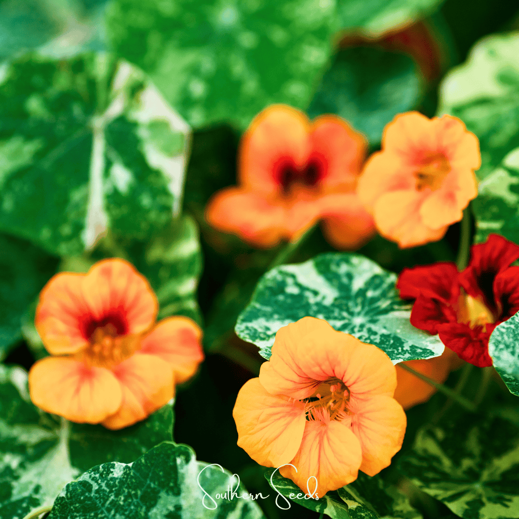 Alaska Mix Nasturtium – 25 Seeds Southern Seeds