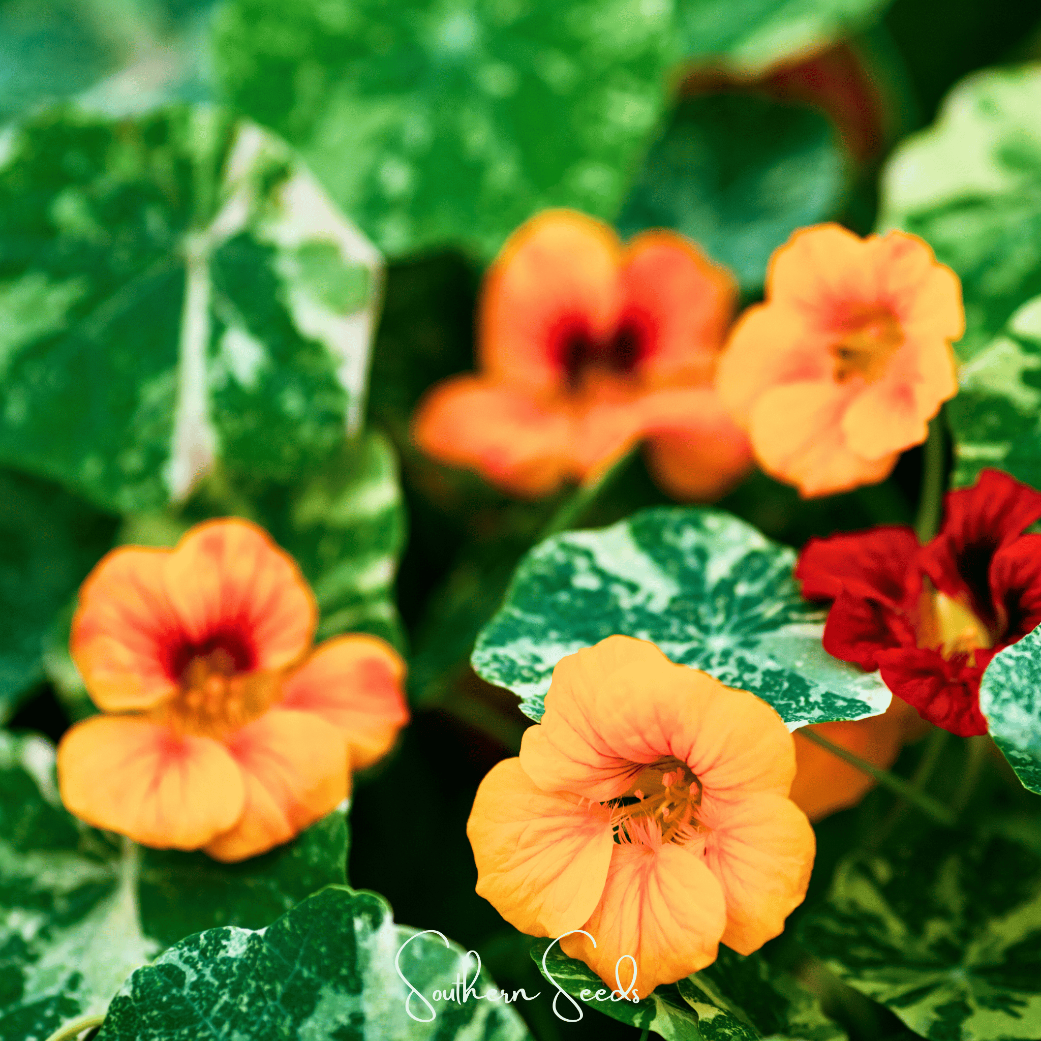 Alaska Mix Nasturtium – 25 Seeds Southern Seeds