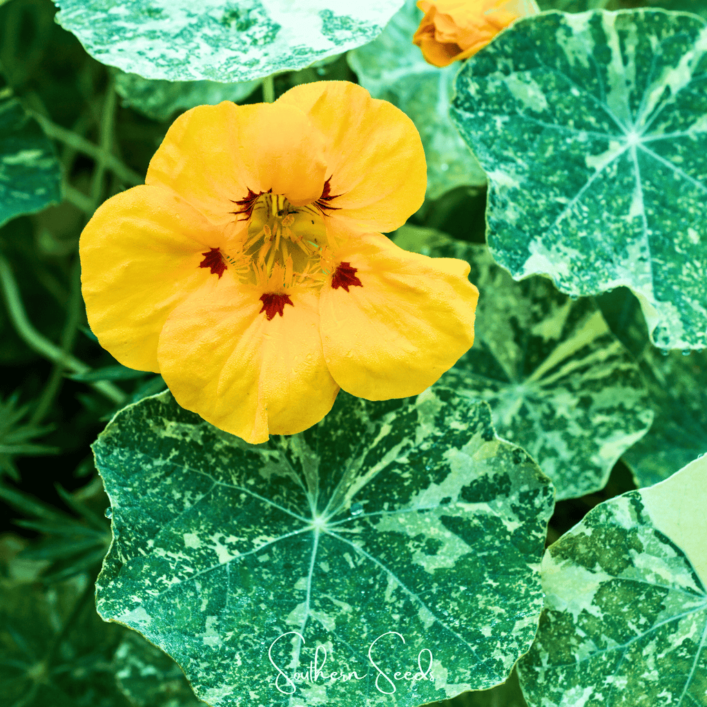 Alaska Mix Nasturtium – 25 Seeds Southern Seeds
