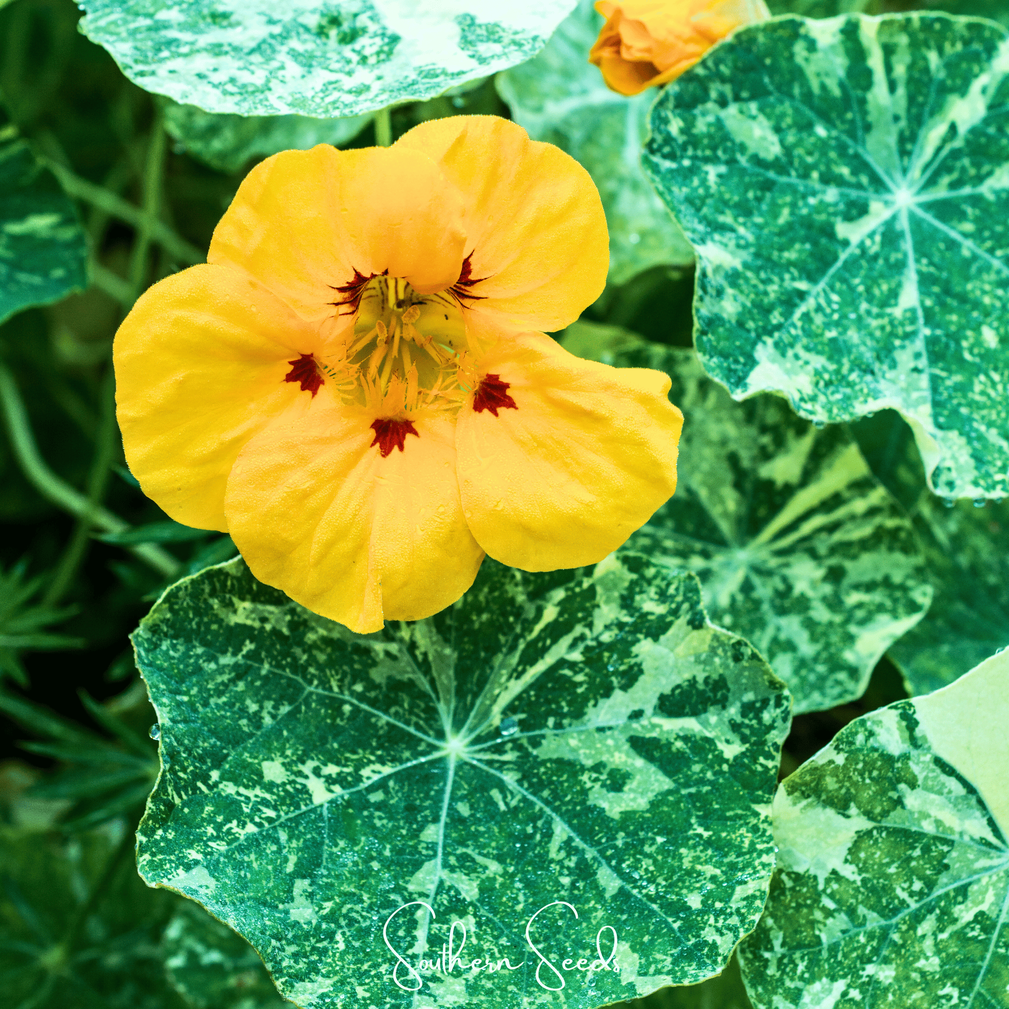 Alaska Mix Nasturtium – 25 Seeds Southern Seeds