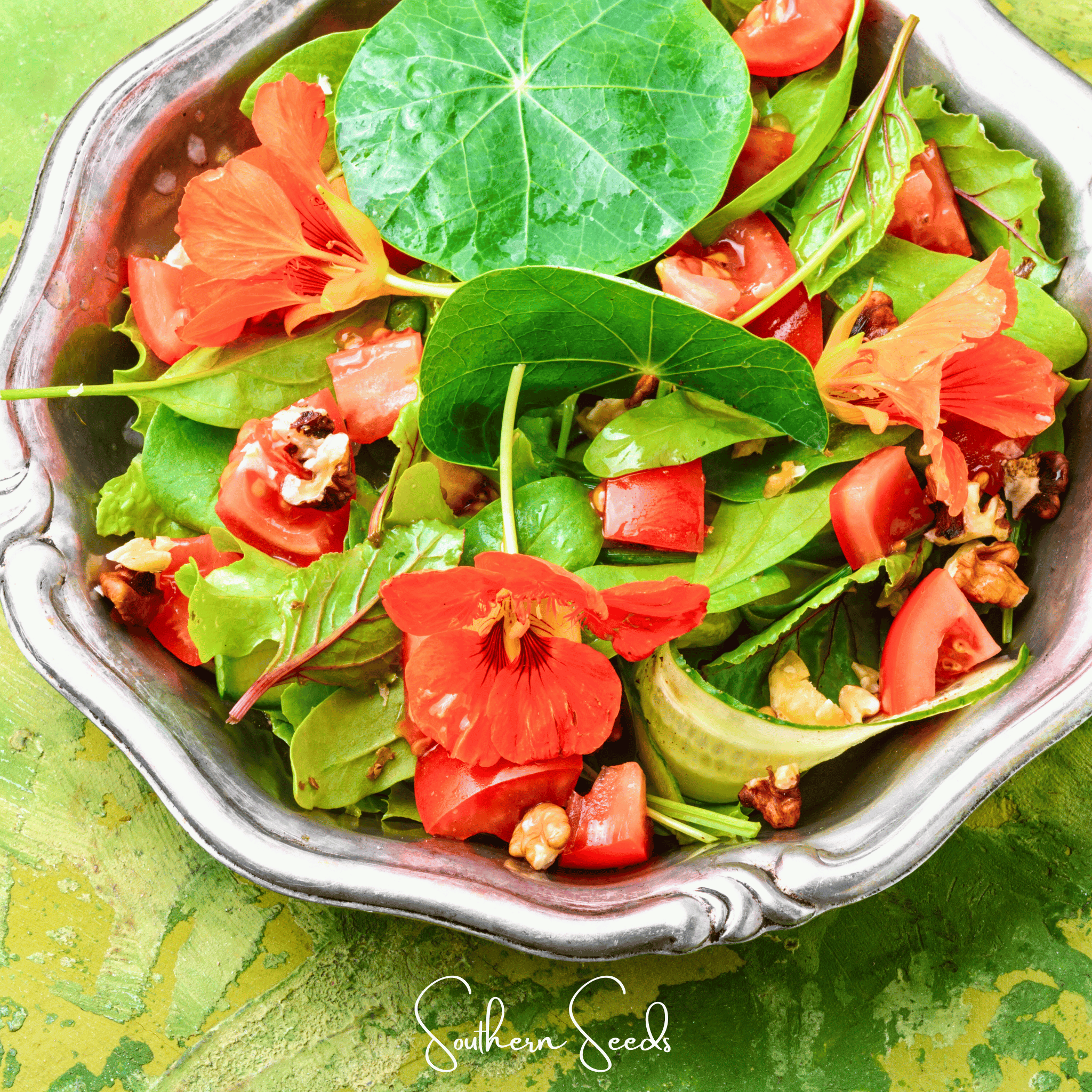 Alaska Mix Nasturtium – 25 Seeds Southern Seeds