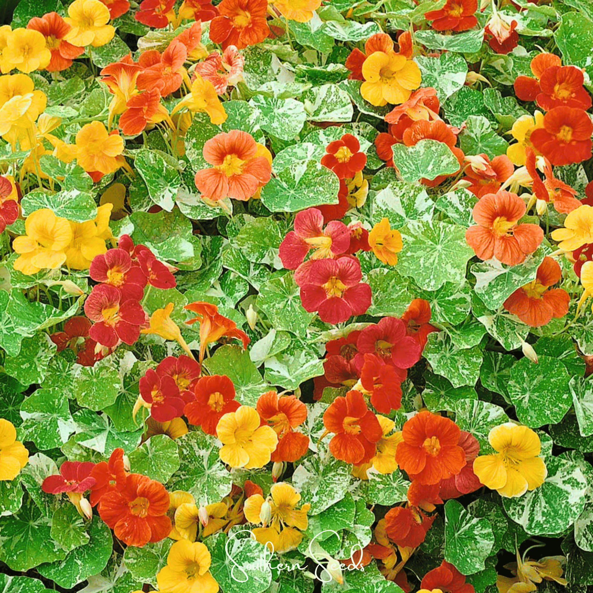 Alaska Mix Nasturtium – 25 Seeds Southern Seeds