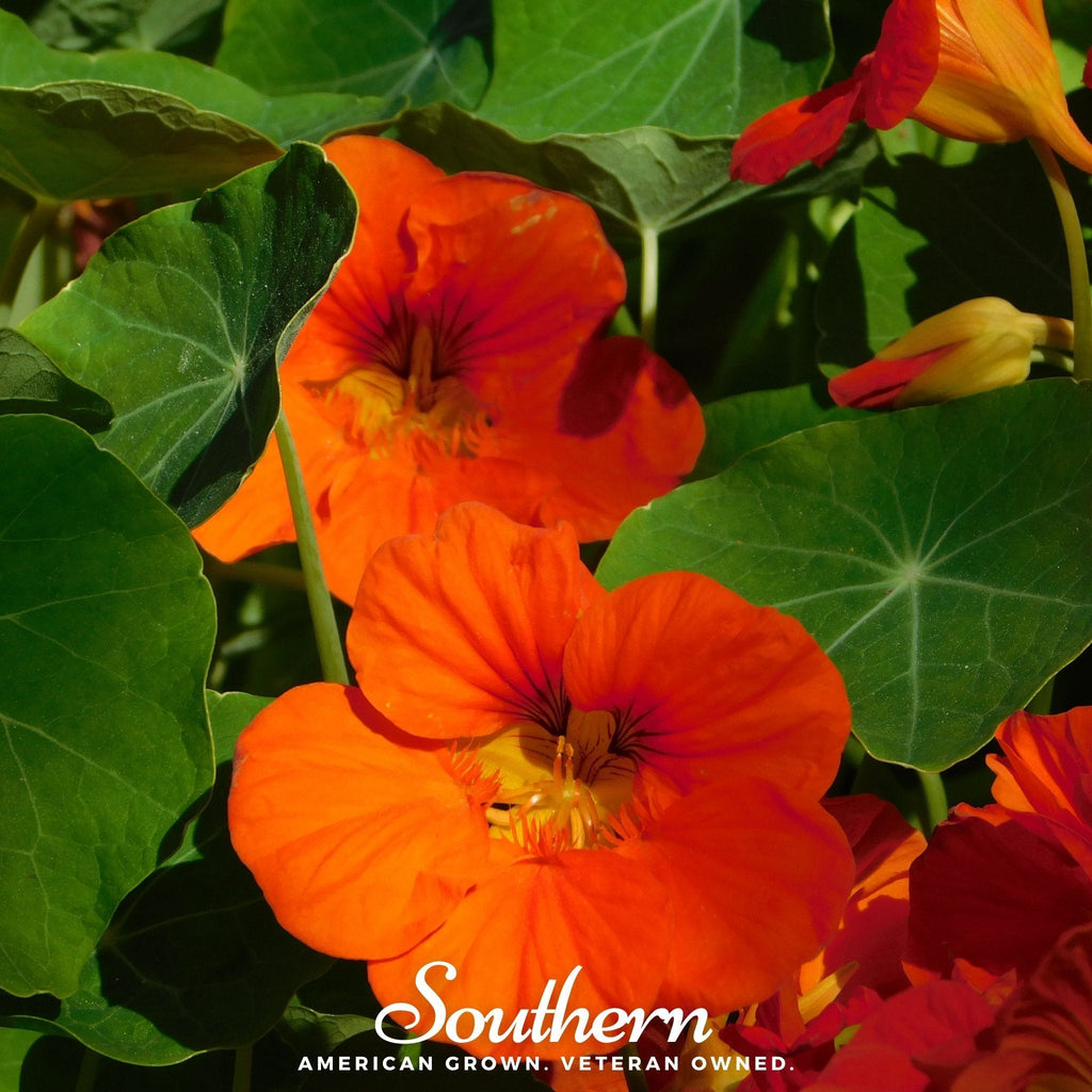 Empress of India Nasturtium – 25 Seeds Southern Seeds