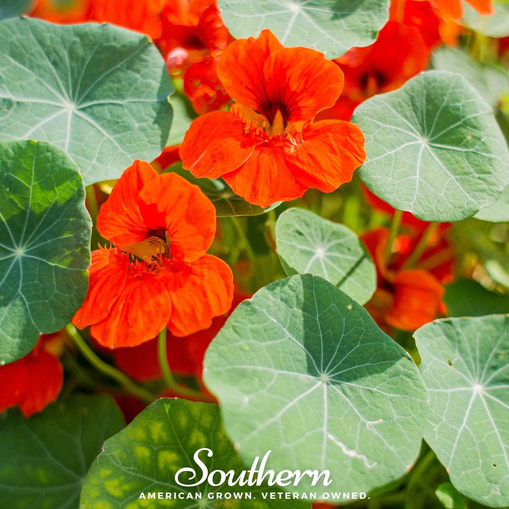 Empress of India Nasturtium – 25 Seeds Southern Seeds