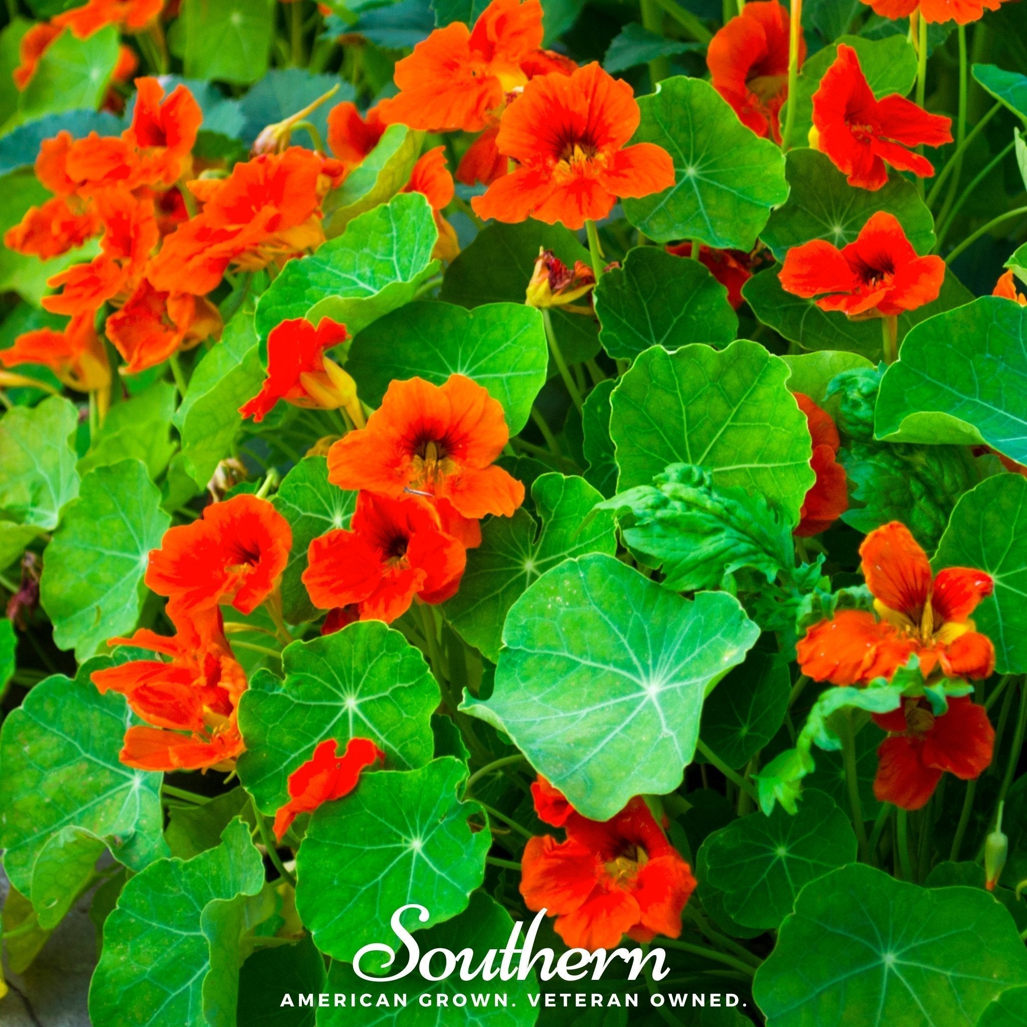Empress of India Nasturtium – 25 Seeds Southern Seeds