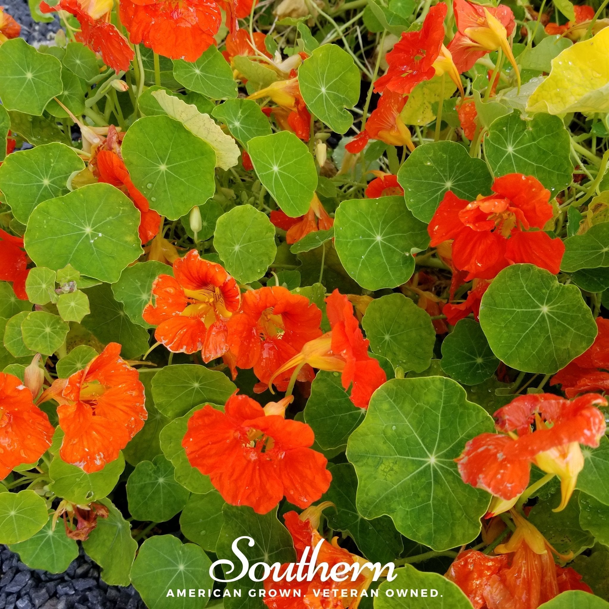 Empress of India Nasturtium – 25 Seeds Southern Seeds