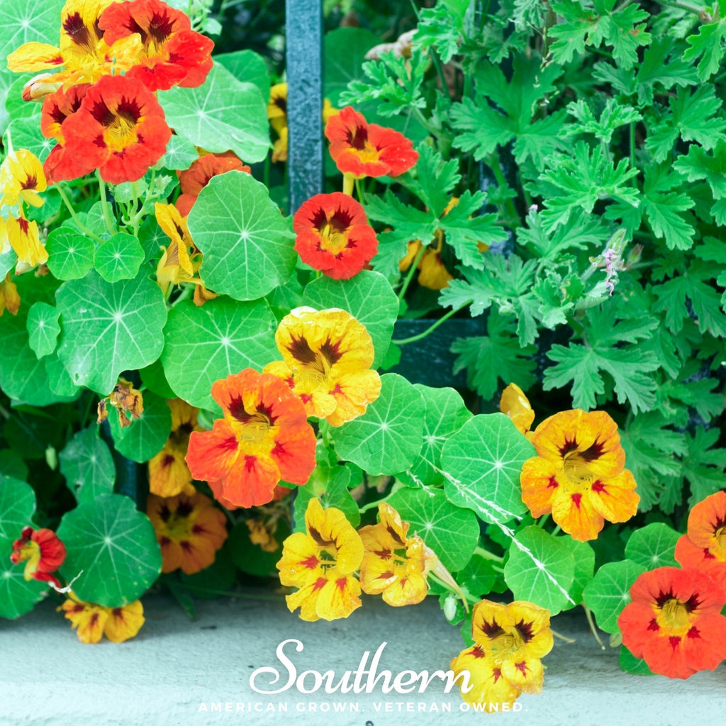 Jewel Nasturtium Mix – 25 Seeds Southern Seeds