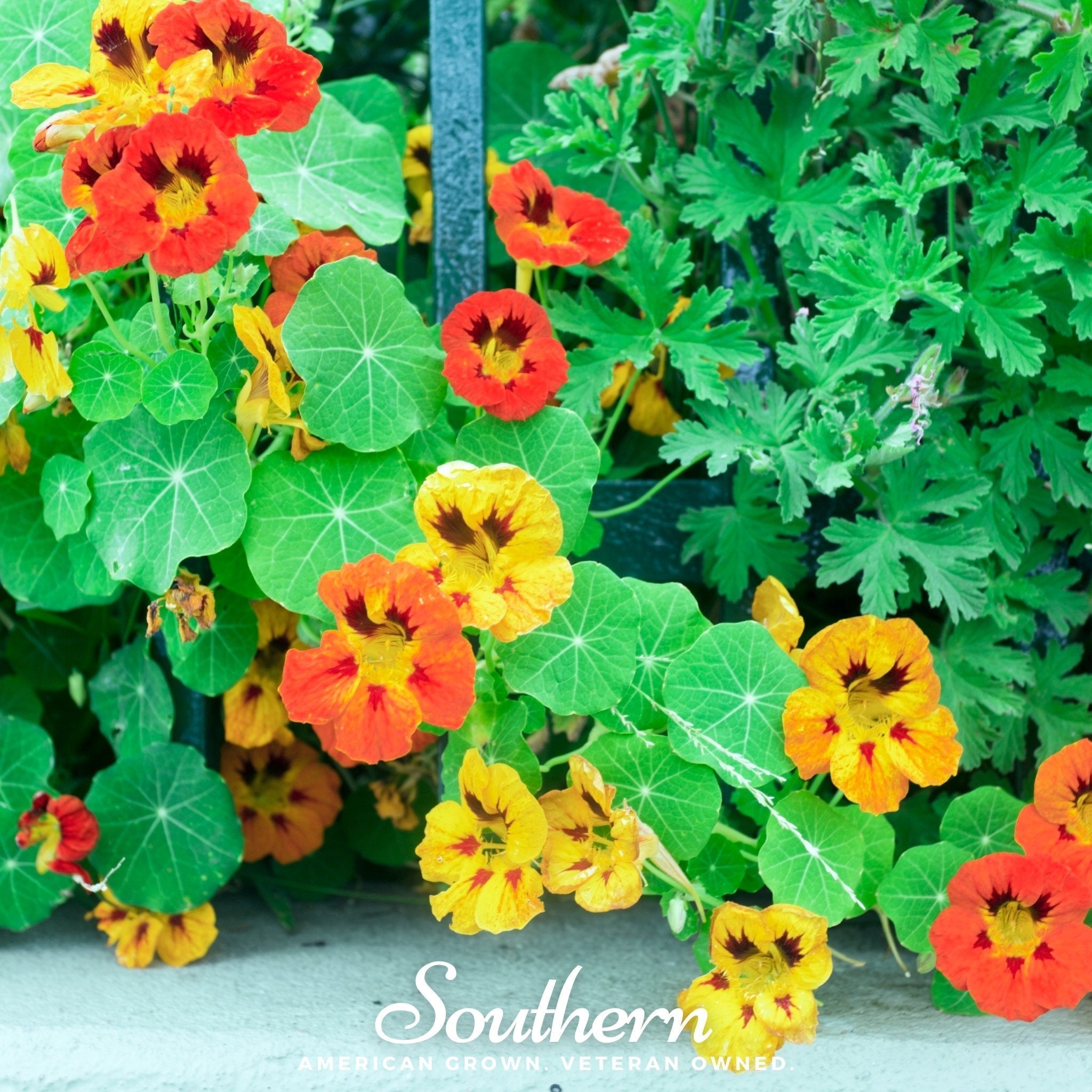Jewel Nasturtium Mix – 25 Seeds Southern Seeds