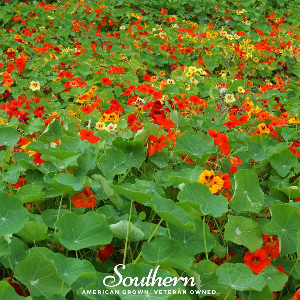 Jewel Nasturtium Mix – 25 Seeds Southern Seeds