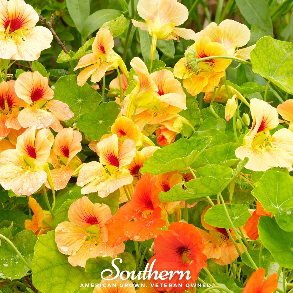 Jewel Nasturtium Mix – 25 Seeds Southern Seeds