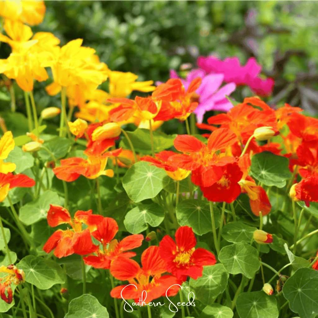 Tom Thumb Dwarf Nasturtium – 25 Seeds Southern Seeds