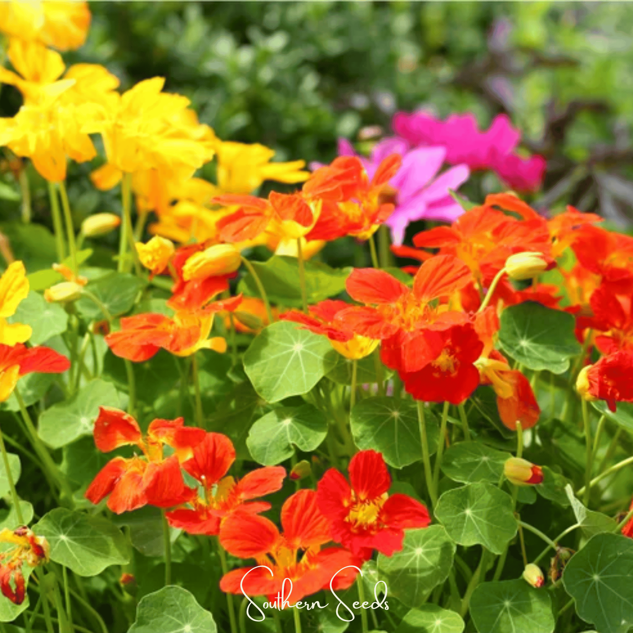 Tom Thumb Dwarf Nasturtium – 25 Seeds Southern Seeds