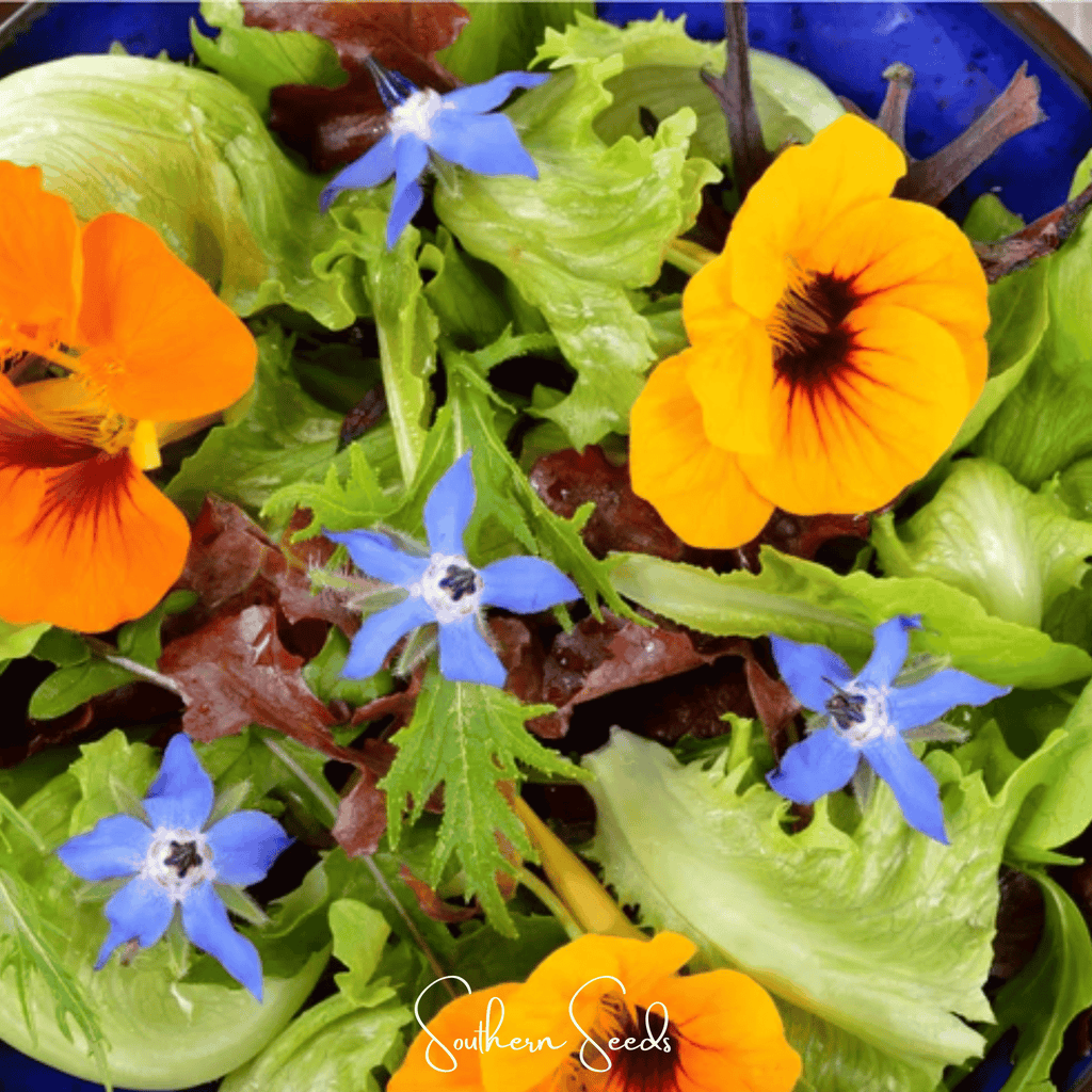 Tom Thumb Dwarf Nasturtium – 25 Seeds Southern Seeds
