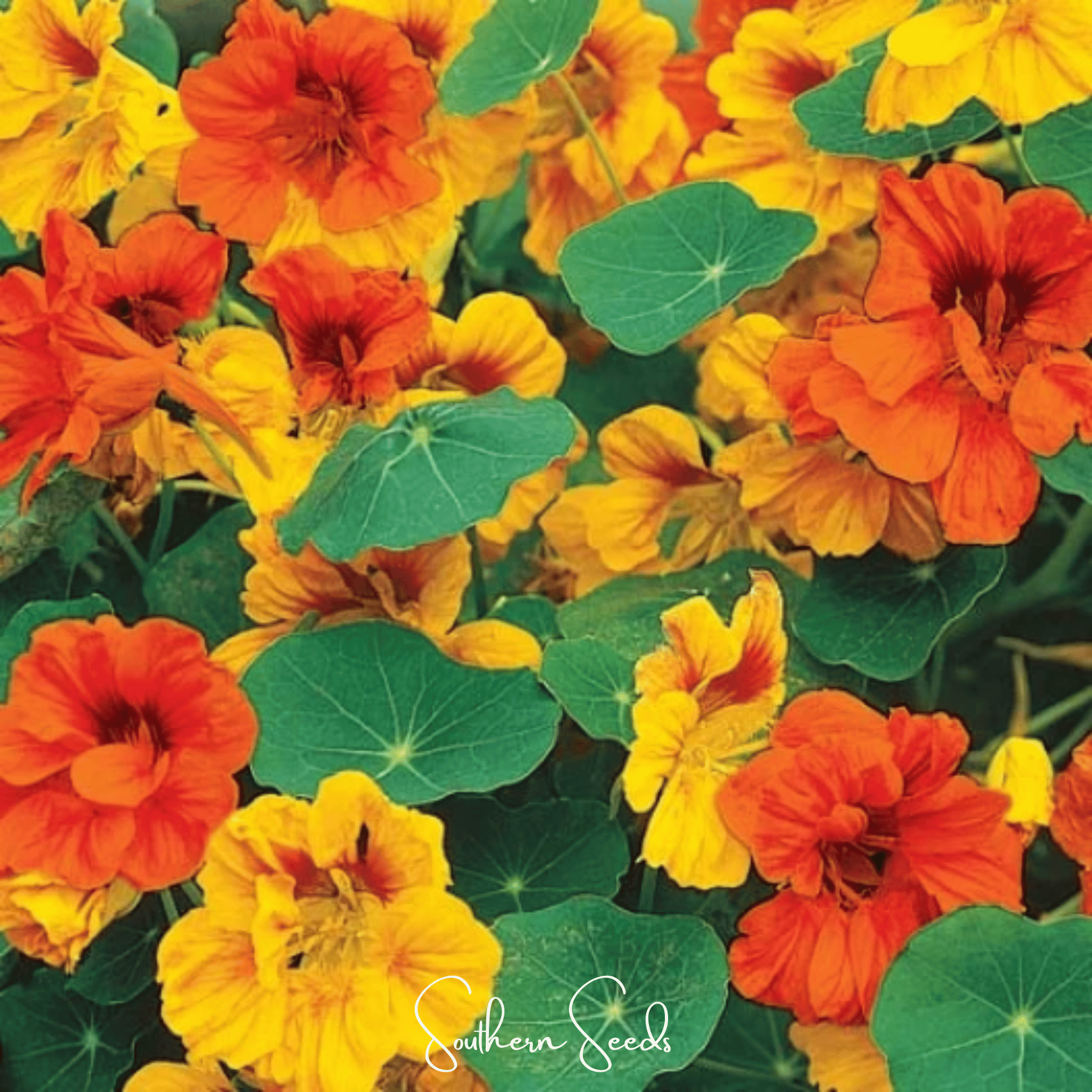Tom Thumb Dwarf Nasturtium – 25 Seeds Southern Seeds